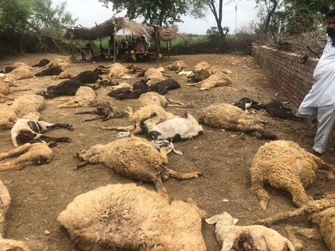 बदाऊं में आवारा कुत्तों की झुंड ने 27 भेड़ों की ली जान. (सांकेतिक फोटो)