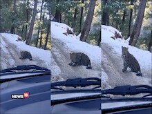 VIDEO:गाड़ी में बज रही थी पहाड़ी नाटी, तभी शिमला की बर्फीली सड़क पर आया तेंदुआ
