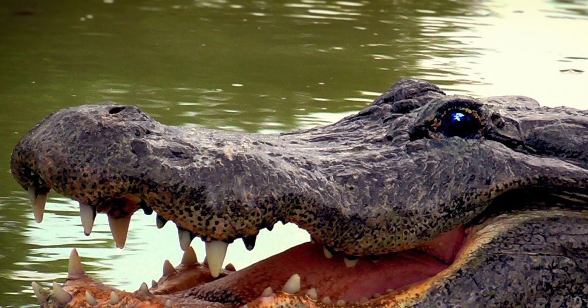 Trending News:  To save the life of the sister, the child clashed with the crocodile, pulling out the leg from the jaw!  brother’s bravery touched my heart
