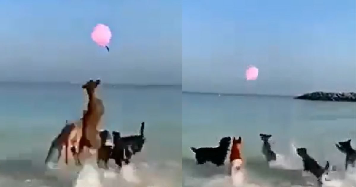 Trending News: Dogs having fun on the beach, all running after the same balloon, played amazing beach volley together