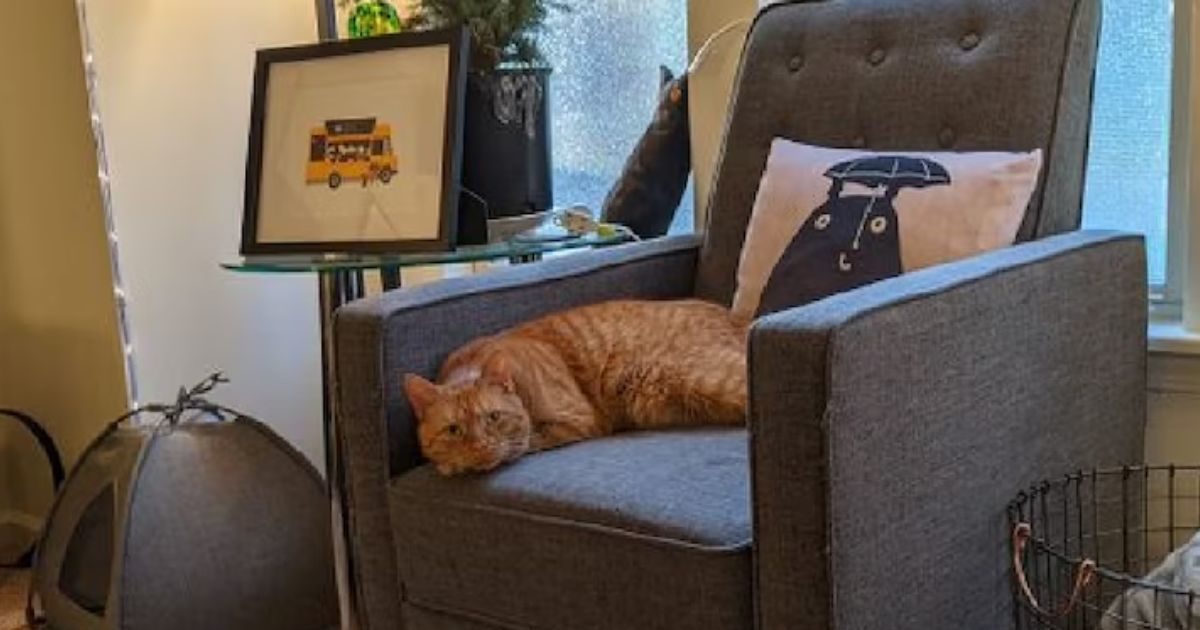 2 cats have to be found in an illusionary picture, one was sitting on the sofa, but the mind flew in search of the other