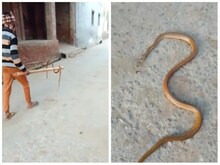 UP: सांप को लाठी से पीट-पीटकर मार डाला युवक ने, इस एक्ट के तहत मुकदमा दर्ज