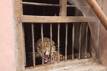 Jungle News: सतपुड़ा टाइगर रिजर्व से भोपाल लाई गई घायल मादा तेंदुआ, वन विहार में होगा इलाज