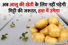 अब हवा में उगेगा आलू, जानें वैज्ञान‍िकों की इस नई खोज के बारे में सबकुछ