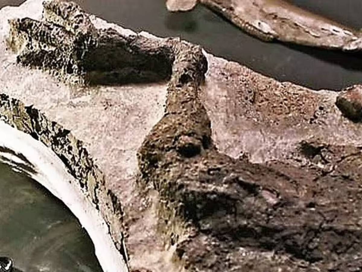  वैज्ञानिकों ने अप्रैल में 66 मिलियन साल पहले उस दिन का डायनासोर फॉसिल ढूंढा, जो कयामत के दिन मारा गया था. ये Thescelosaurus डायनासोर का पैर है. उल्कापिंड के गिरने के बाद किसी डायनासोर का कटा हुआ पैर वैज्ञानिकों को मिला है, जो फॉसिल बन चुका है. (Credit-@BBC)
