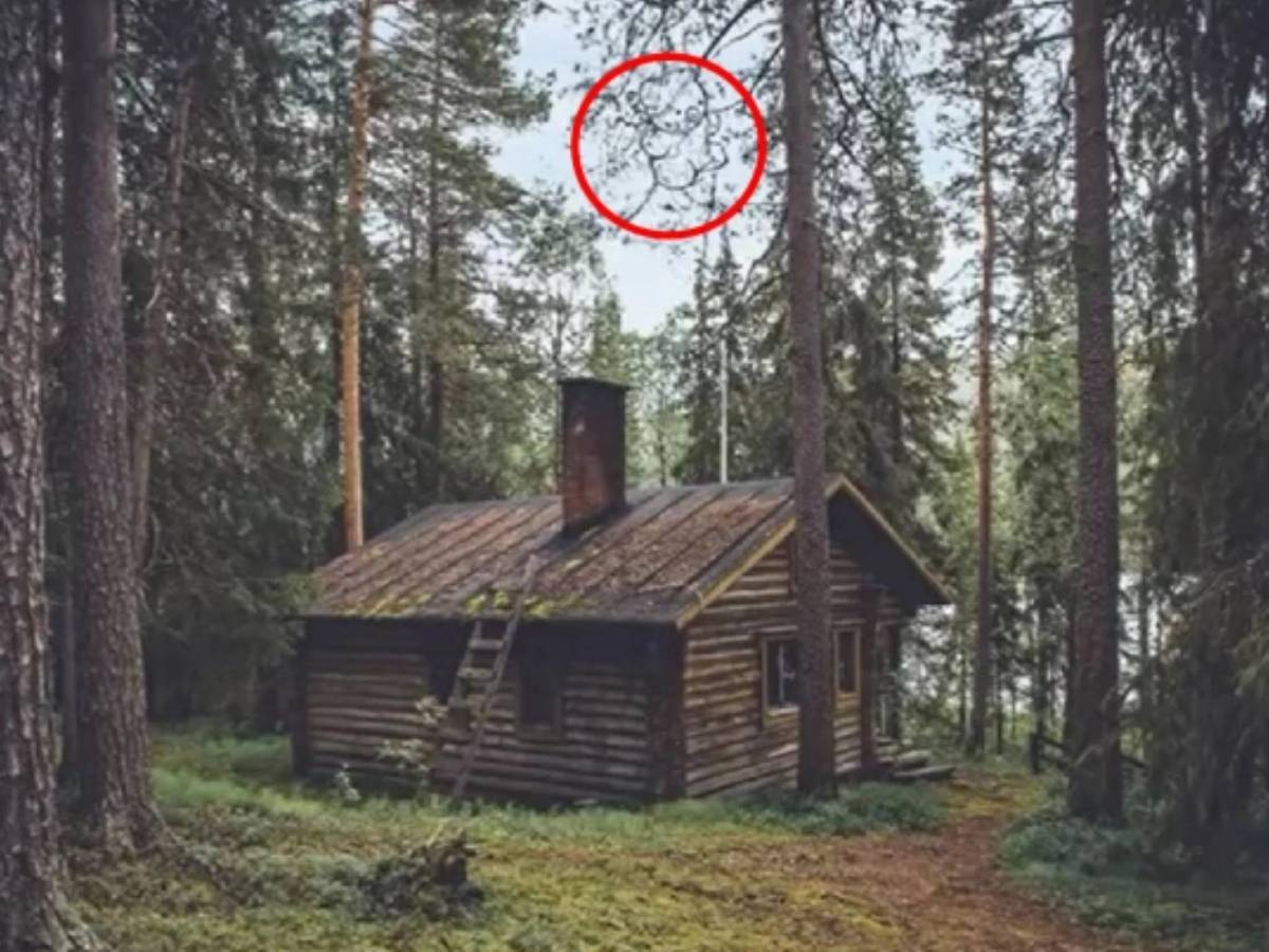 Spot The Object Puzzle, Can You Spot the Bear Hiding in the Forest, Spot The Object In Picture, Optical Illusion, spot the bear hiding in the forest, bear hiding in the forest in 8 seconds, Optical Illusion Puzzle, Picture Puzzle
