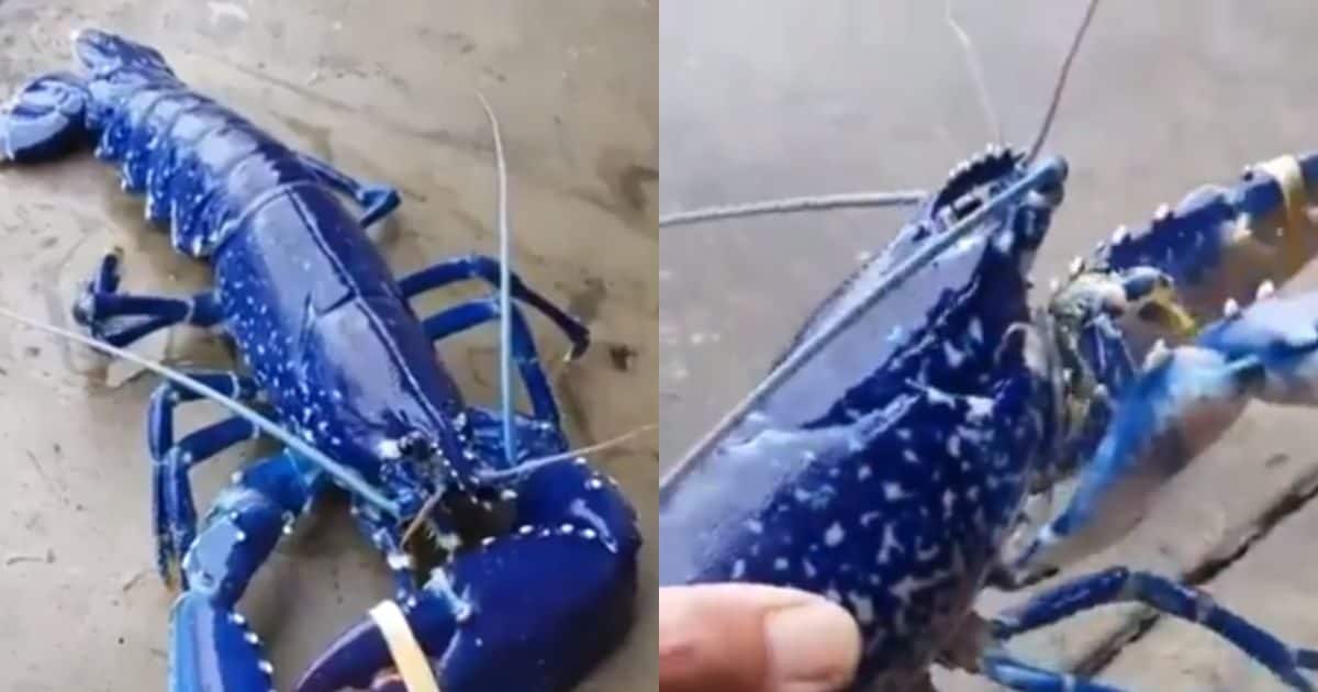 Trending News:  Blue Prawn is extremely rare, only 1 in 20 lakhs get a chance to catch it!  Video of creature going viral