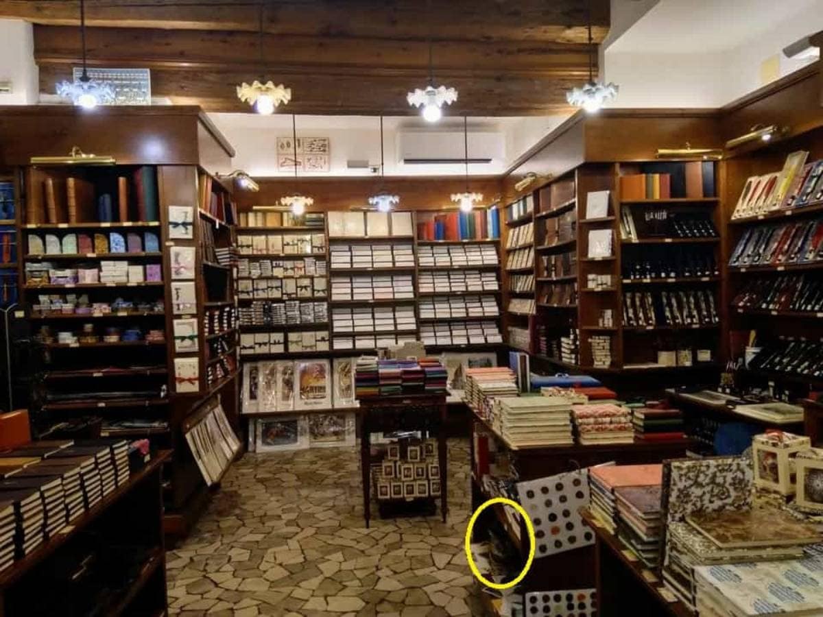 Spot The Object Puzzle, Optical Illusion, Can You Find the Cat Hidden in Library, can you find the hidden cat, find the cat hidden in library within 10 second, Mind Bending Optical Illusion, Viral Puzzle, Trending Puzzle