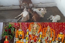 MP News: बालाघाट के इस अनोखे मंदिर में श्रद्धालु दान करते है गाय, जानिए पीछे की मान्यता