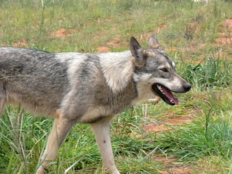  भेड़िये (Coyotes) समान्यतः तेंदुओं (Puma) से बचने का प्रयास करते देखे जाते हैं. भेड़ियों की जनसंख्या कम होने से तेंदुओं की उपस्थिति से दूसरे छोटे मांसाहारी जानवरों (Carnivores) को पनपने का मौका मिलता है. तेंदुए अपने शिकार का बहुत सारा हिस्सा छोड़ देते हैं जिसे सूक्ष्मजीवों, से लेकर पक्षियों वाले अन्य मुर्दाखोर जीव खाते हैं. वहैं भेड़िये छोटे जानवरों का खाते हैं और जिसे भी मारते हैं उसका अधिकांश हिस्सा खुद ही खा जाते हैं और दूसरे जानवरों के लिए बहुत कम छोड़ते हैं. वैज्ञानिकों ने तेदुंए बहुल कैलिफोर्निया के दक्षिणी सांता क्रूज पहाड़ों और भेड़िया बहुल टेक्सास के फोर्ड हूड सैन्य क्षेत्र के अलग अलग इलाकों में कैमरा लगाया. (प्रतीकात्मक तस्वीर: Pixabay)