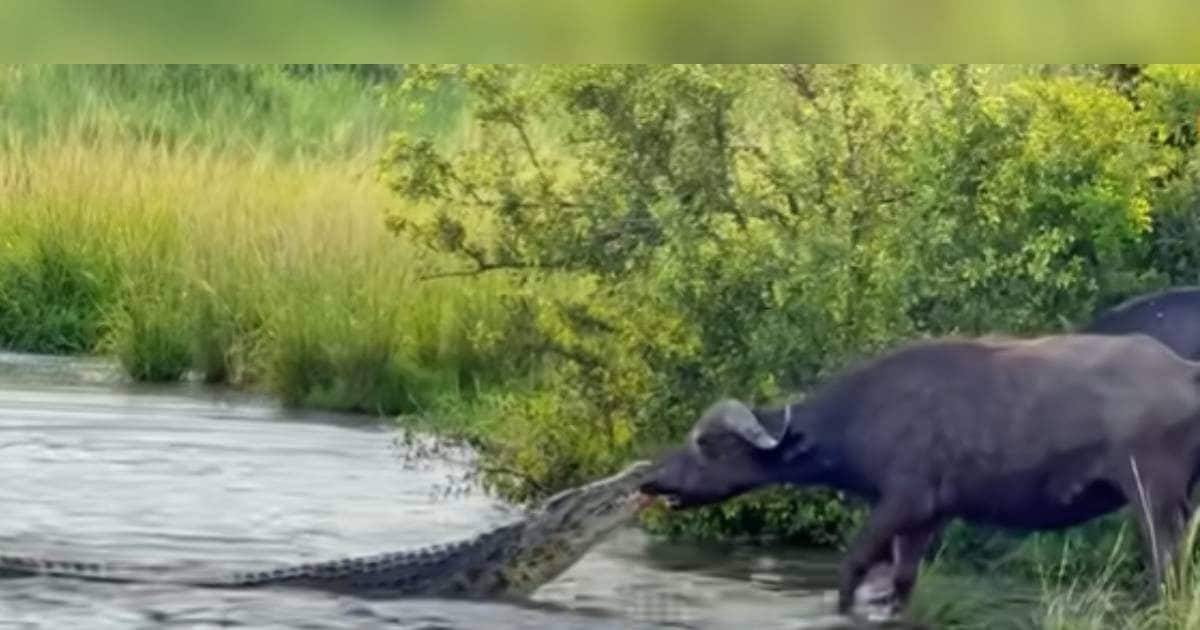 The water monster attacked, grabbed its nose with full force, then the courageous buffalo showed its status to the crocodile!