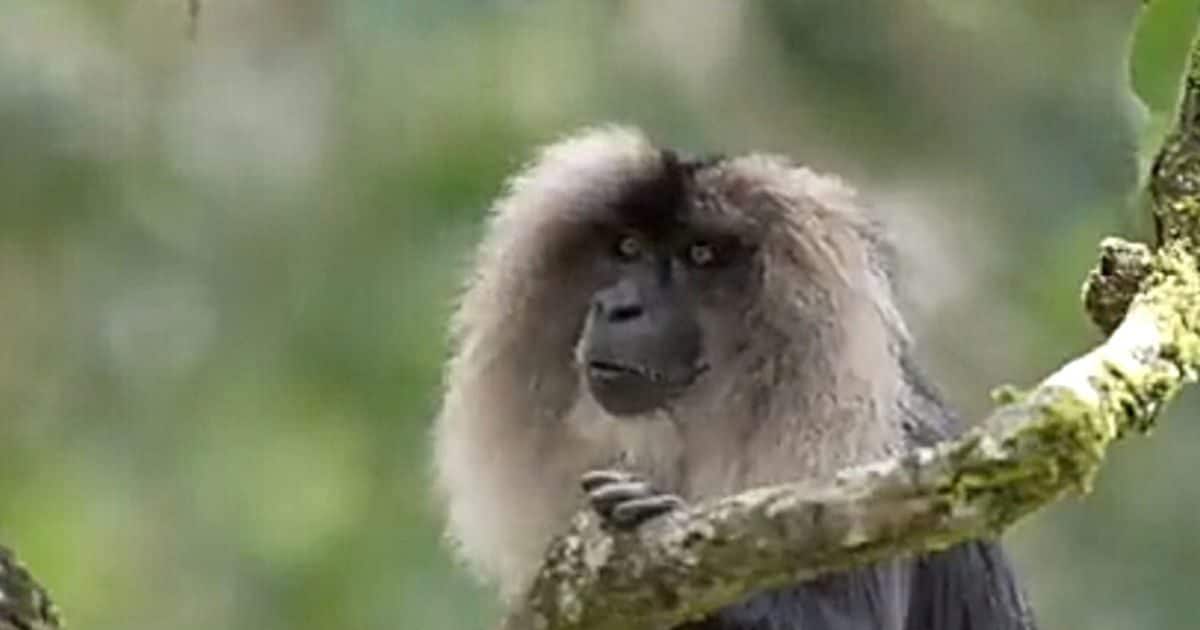 Trending News:  IAS officer shared the rarest monkey video!  Hair grows on the face like a lion, stays away from humans