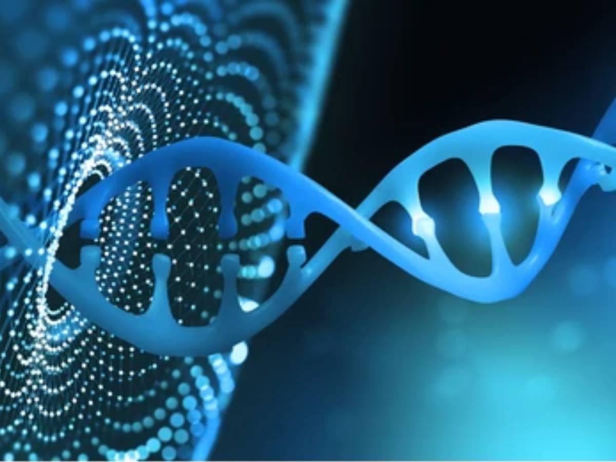  साल 2022 के अप्रैल महीने में रिसर्चर्स ने एक गैप फ्री ह्यूमन जीनोम सीक्वेंस पब्लिश किया. एक इंसान के डीएनए में करीब 3 बिलियन बेसेज़ देखे गए. इसका पहला ड्राफ्ट 20 साल पहले प्रोड्यूस किया गया था. नए जीनोम T2T-CHM13 को UCSC Genome Browser को ऑनलाइन देखा जा सकता है.(Credit- Shutterstock)