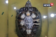 4 साल से घर में पाल रखा था कछुआ, कूबड़ में उभरी बालाजी की तस्वीर, लोग उमड़े तो कई गांवों में निकाली झांकी