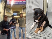 सिरफिरे ने कुत्ते के पिल्ले के कान कैंची से काटे,दर्द से हुआ बेहोश जानें मामला
