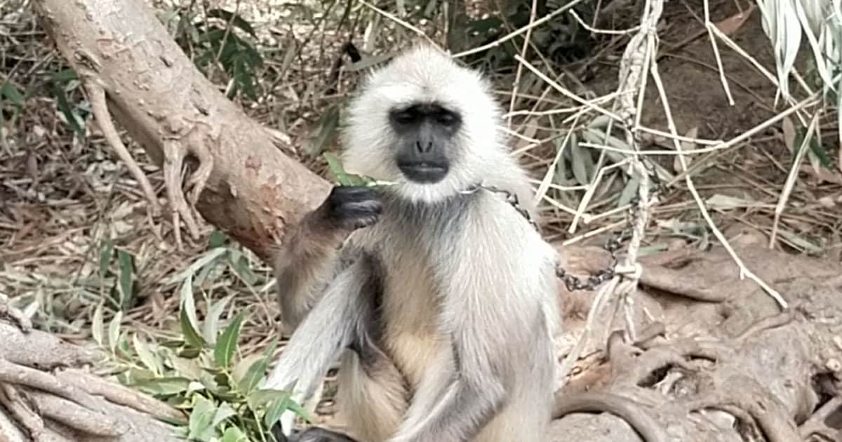 बंदरों के उत्पात से निपटने के लिए UP के इस गांव के लोगों ने अपनाया अनोखा  जुगाड़, खत्म हुआ आतंक - villagers in shahjahanpur buying langoor to get rid  off monkeys -