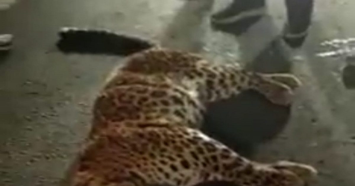 दिल्‍ली-मेरठ एक्‍सप्रेसवे पर वाहन की टक्‍कर से तेंदुए की मौत - leopard ...