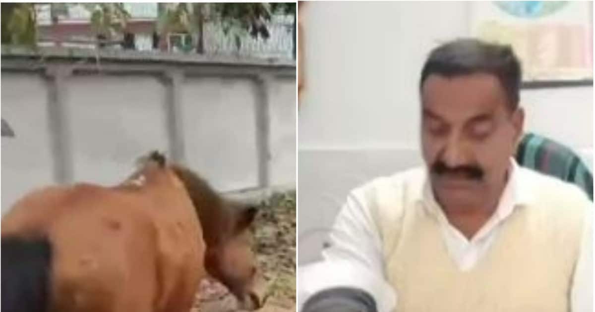 OMG!  ‘Dog turned horse’, jumping and attacking people in the street, watch video