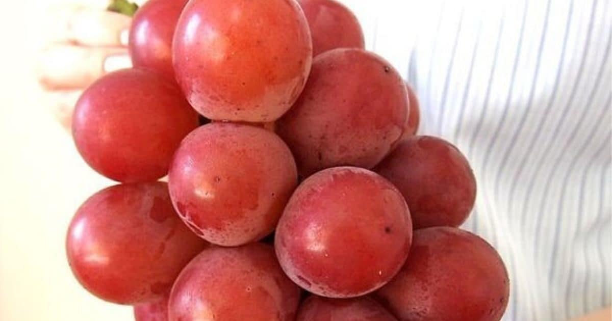 ये है दुनिया का सबसे महंगा अंगूर, आधे किलो की कीमत में आ जाएगी एक