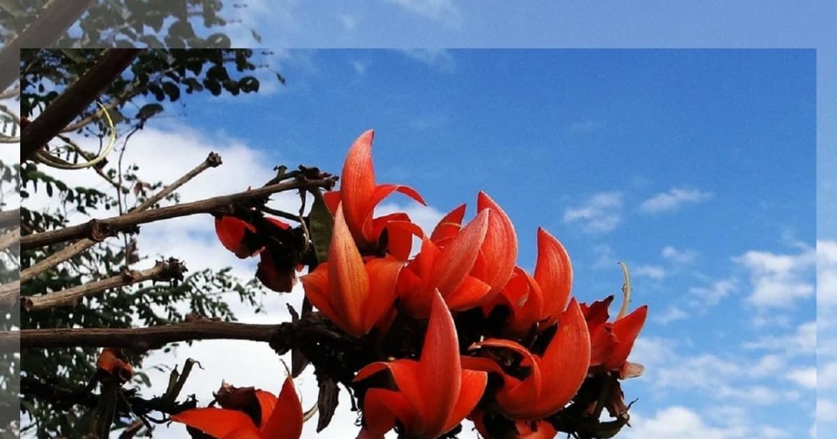 palash