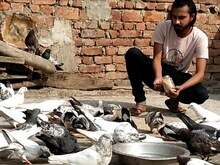 रास्ते के विवाद में बेजुबानों की बलि, गायब हुई बिल्ली तो 35 कबूतरों की हत्या
