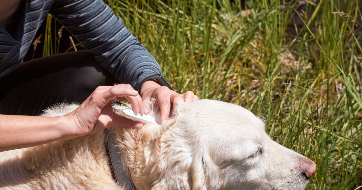 Worms have got into the pet's body? Do body clean in effective ways