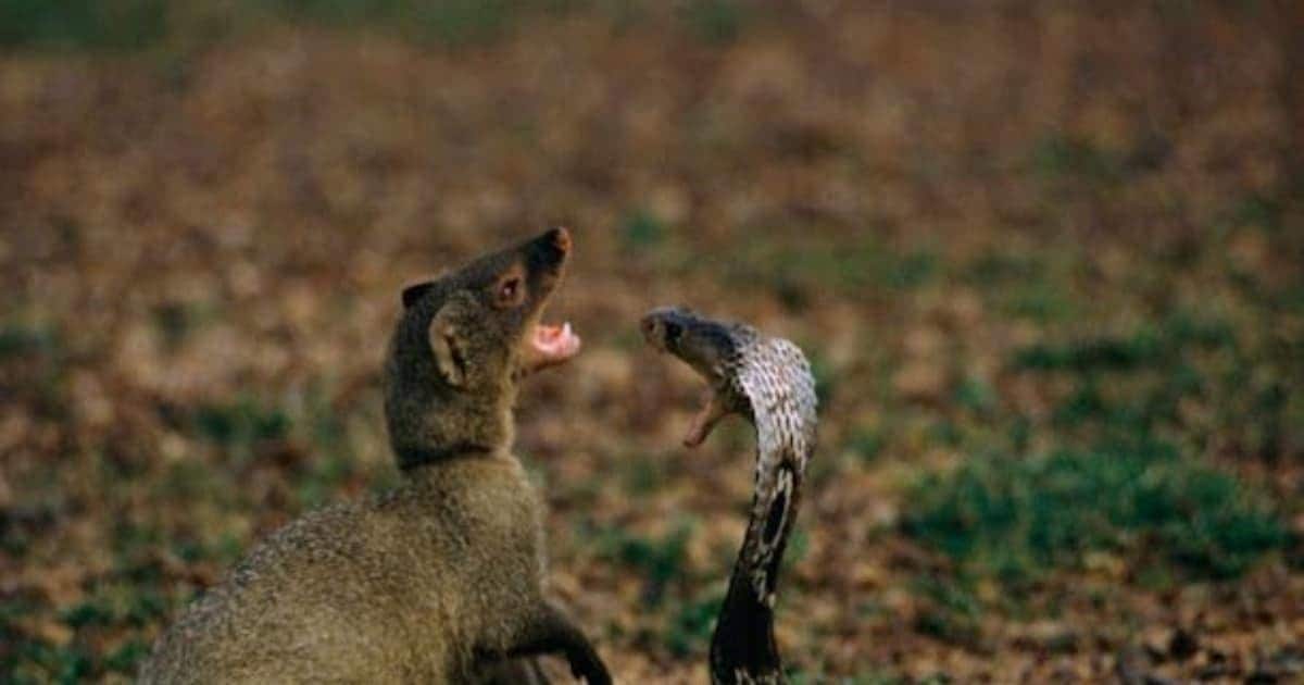 Trending News:  The mongoose gets angry at the sight of a snake, what is the reason for this enmity?  series going on for centuries
