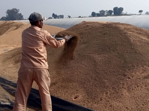 सतना जिले के रामपुरबघेलान इलाके के बाधां गांव में समर्थन मूल्य पर खरीदे गए गेहूं में मिलावट करने का वीडियो सामने आया है.