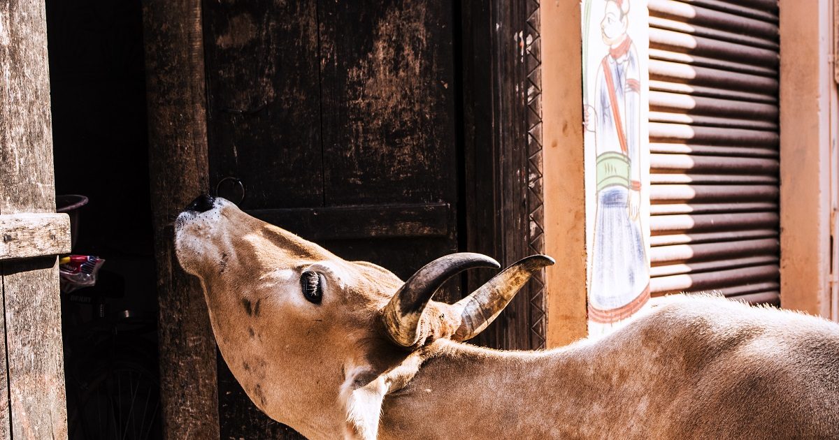 पहली रोटी खिलाएं गाय को, घर आएगी सुखसमृद्धि, ग्रह शांति और धन लाभ में