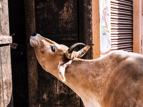 गाय को घर की पहली रोटी खिलाने से जीवन में सफलता प्राप्त होती है.