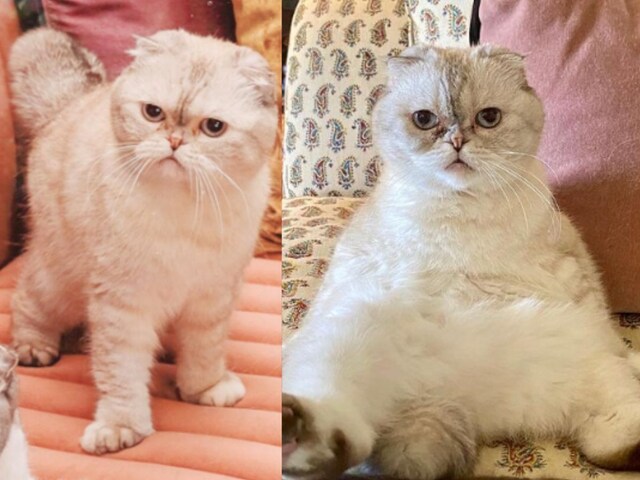 This cat is a mistress of 800 crores, the world's 3rd richst pet, know details This cat is a mistress of 800 crores, the world's 3rd richst pet, know details