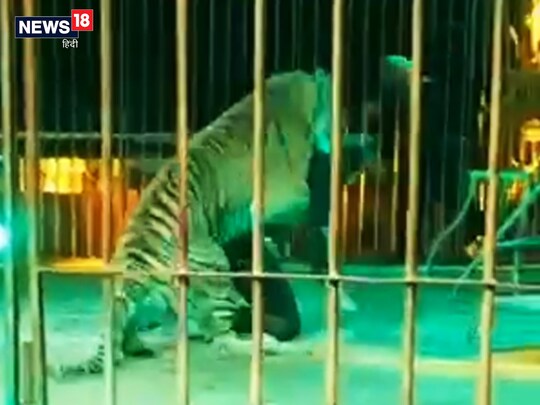 बाघ ने अपने ही ट्रेनर पर अचानक से हमला कर दिया. (@LaSamy65280885 के ट्विटर अकाउंट से साभार) 