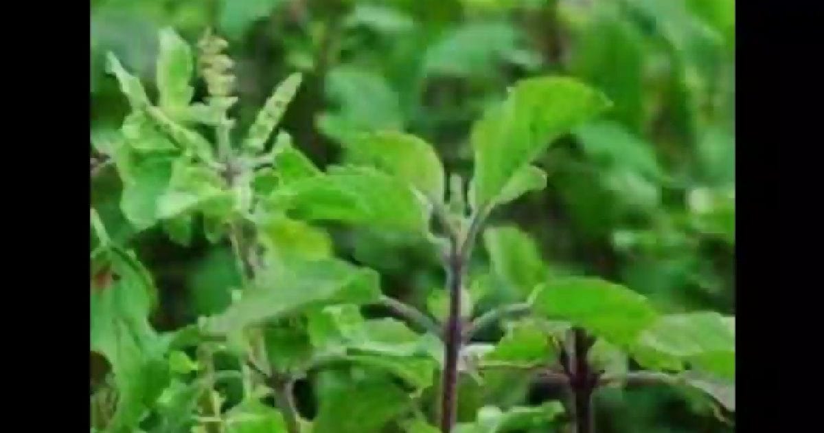 Bhopal News: With the increase in demand, ‘Tulsi Van’ is being built, its 67 varieties will be found here, do you know how special this plant is?