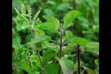 Bhopal News: डिमांड बढ़ी तो बन रहा 'तुलसी वन', यहां मिलेंगी इसकी 67 किस्में, पता है कितना खास है यह पौधा?