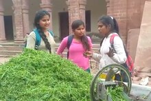 Dhaulpur News: सर्दियों में खूब बिक रही चने की सब्जी, ये हैं इसके फायदे