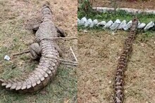 VIDEO: एक तरफ दैत्याकार मगरमच्छ, दूसरी तरफ 13 फीट का अजगर, देखते ही लोगों के उड़े होश