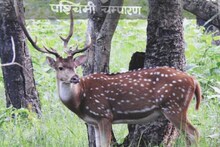 West Champaran News : वीटीआर के जंगलों में घुसा नेपाल से आया हाथियों का झुण्ड, वनकर्मियों के छूटे पसीने