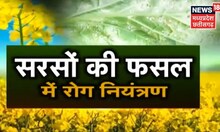 Annadata | सरसों की वैज्ञानिक तकनीक से कैसे करें बुवाई |Mustard Cultivation |Latest News |Hindi News