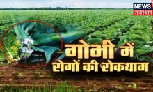 Annadata | फूलगोभी की फसल में लगने वाले रोगों की रोकथाम कैसे करें, जानिए | Cauliflower Farming