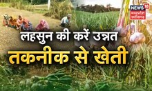 Annadata | लहसुन की खेती करके किसान कमा सकते हैं अच्छी आमदनी । Garlic Farming । Lahsun ki kheti