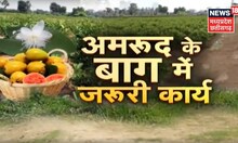 Amrud Ki Kheti। अमरूद के बाग से अधिक फलन के लिए करें ये जरूरी कार्य। Annadata | Guava | Farming