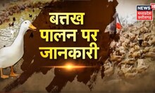 Duck Farming । बत्तख पालन कम लागत में है अच्छी आय का जरिया, जानिए कैसे करें ये व्यापार । Annadata
