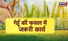 Annadata : गेहूं की फसल में किये जाने वाले जरुरी कार्य, फसल में सिंचाई और खरपतवार नियंत्रण
