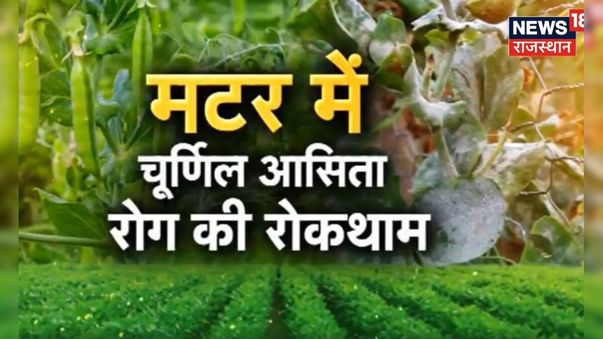 Annadata मटर में चूर्णिल आसिता रोग की रोकथाम Green Peas Farming
