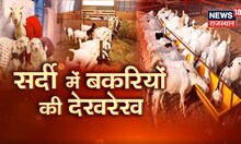 Goat Farming | सर्दी के मौसम में बकरियों की देखरेख के उपाय | Annadata | Agriculture News