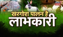 Animal Husbandry News in Hindi, Animal Husbandry Latest News, Animal Husbandry News Animal Husbandry News in Hindi, Animal Husbandry Latest News, Animal Husbandry News