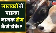 Annadata : पाइका रोग से दुधारू पशुओं की देखभाल। Care Dairy Animals । Animal Husbandry Tips