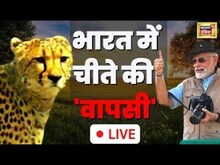 LIVE: Cheetahs Back To India | PM Modi | Namibia | Kuno National Park | Madhya Pradesh |News18 India