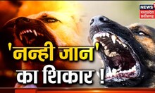 Hyderabad News: आवारा कुत्तों ने नन्ही जान को बनाया अपना शिकार, सड़क पर कुत्ते ने सरेआम बनाया शिकार