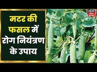 Agriculture News: मटर की फसल में रोग नियंत्रण के उपाय | Annadata Show | Hindi News Update